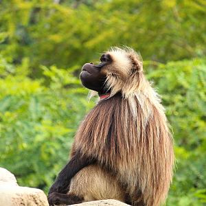 Africa Rocks - Ethiopian Highlands - Gelada