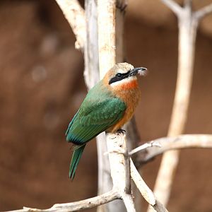 Africa Rocks - Acacia Woodland - White-fronted Bee-Eater