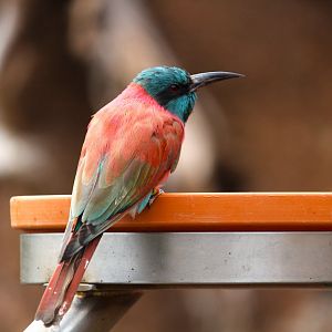 Africa Rocks - Acacia Woodland - Northern Carmine Bee-Eater