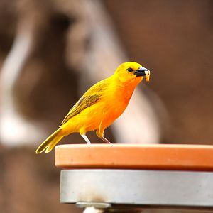 Africa Rocks - Acacia Woodland - Taveta Weaver