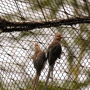 Africa Rocks - Acacia Woodland - Blue-naped Mousebirds