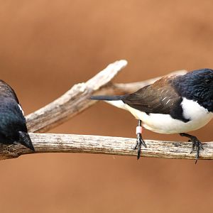 Africa Rocks - Acacia Woodland - Magpie Mannikins