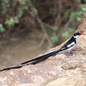 Africa Rocks - Acacia Woodland - Pin-tailed Whydah