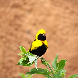 Africa Rocks - Acacia Woodland - Yellow-crowned Bishop