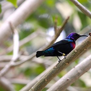 Africa Rocks - Acacia Woodland - Splendid Sunbird