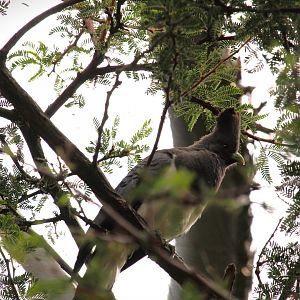 Africa Rocks - Acacia Woodland - White-bellied Go-Away-Bird