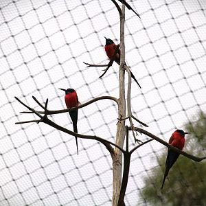 Africa Rocks - Acacia Woodland - Northern Carmine Bee-Eaters