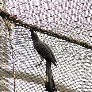 Africa Rocks - Acacia Woodland - White-bellied Go-Away-Bird