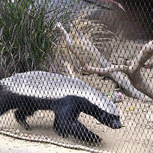 Africa Rocks - Madagascar Forest - Cape Ratel