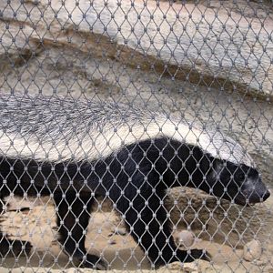 Africa Rocks - Madagascar Forest - Cape Ratel