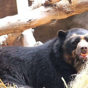 Asia Passage - Bear Canyon - Spectacled Bear