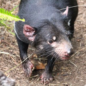 Outback - Tasmanian Devil