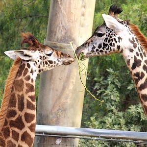 Urban Jungle - Masai Giraffes