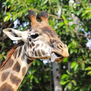 Urban Jungle - Masai Giraffe