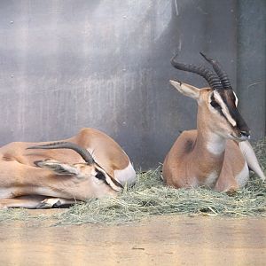 Urban Jungle - Soemmerring's Gazelles