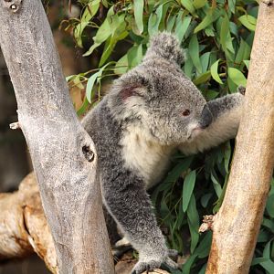 Outback - Koala