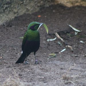 Emerald glossy starling