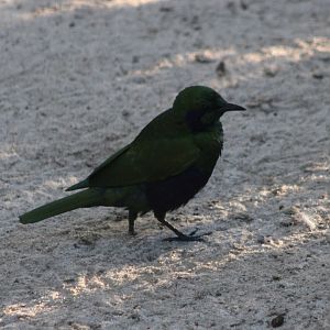 Emerald glossy starling