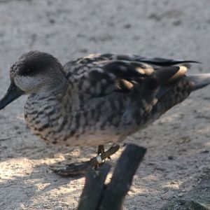 Marbled teal