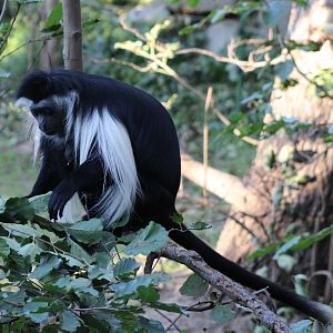 Tanzanian black and white colobus