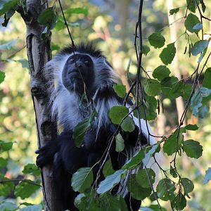 Tanzanian black and white colobus