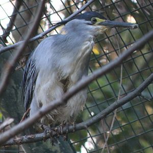 Heron ID