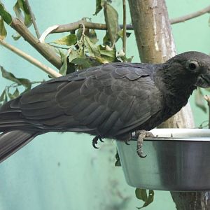 Eastern lesser vasa parrot