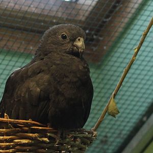Eastern lesser vasa parrot