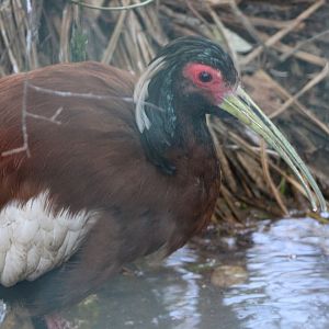 Madagascar crested ibis
