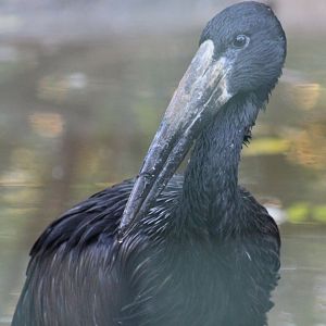 African openbill