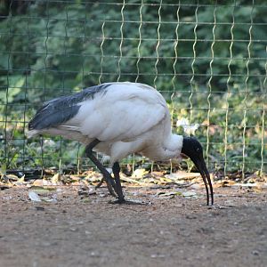 Madagascar sacred ibis