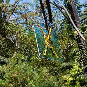 Removal of the glass panels at the hippo exhibit