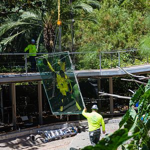 Removal of the glass panels at the hippo exhibit