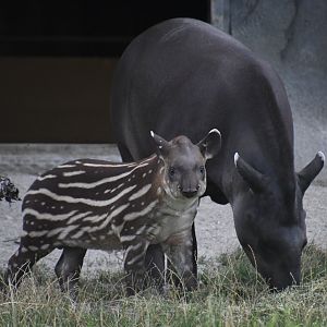 Sorghum and her 3-month-old son