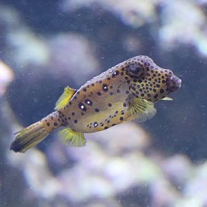 Yellow boxfish (Ostracion cubicus)