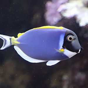 Powder blue tang (Acanthurus leucosternon)