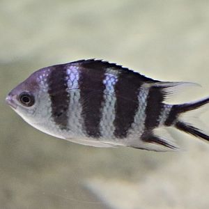 Scissortail sergeant (Abudefduf sexfasciatus)