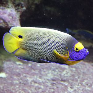 Yellowface angelfish (Pomacanthus xanthometopon)