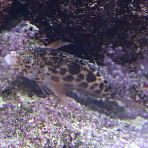 Coral hawkfish (Cirrhitichthys oxycephalus)