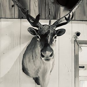 The Long Rifle Lodge - Sutton Alaska