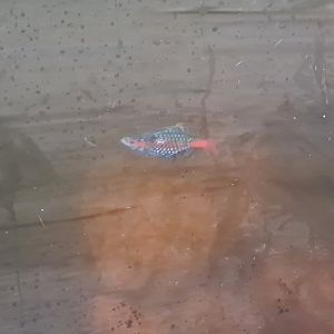 Fish ID (better picture reupload)