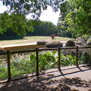 Aug. 2022 - Watani Grasslands Reserve - Right Elephant Exhibit Viewing