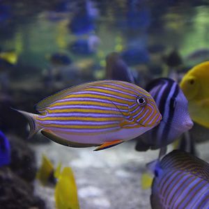 Acanthurus lineatus