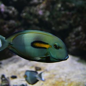 Acanthurus olivaceus