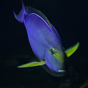Acanthurus xanthopterus