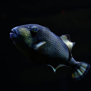 Balistoides viridiscens