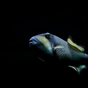 Balistoides viridiscens