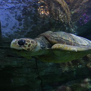 Caretta caretta