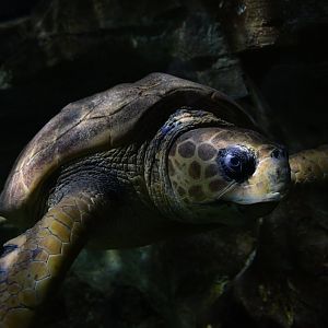Caretta caretta