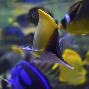 Forcipiger flavissimus